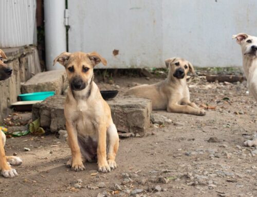 Adopting a Dog in Thailand