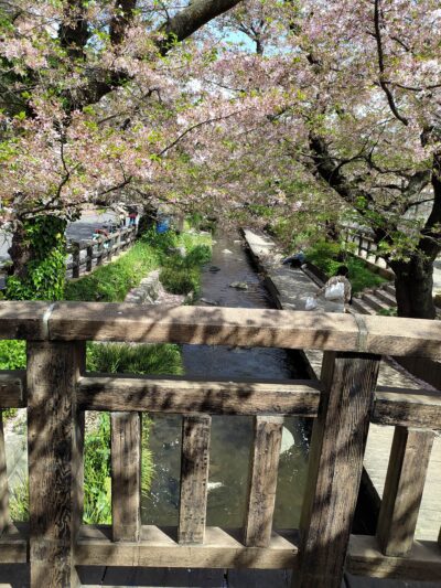 Bridge full of flowers in Japan 